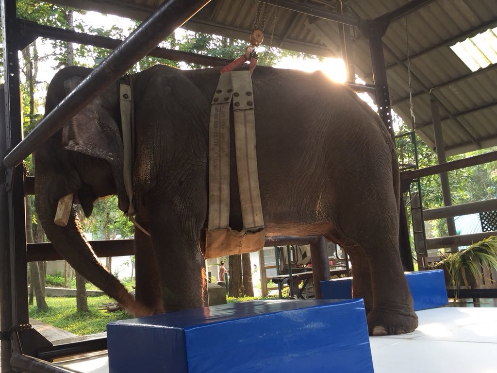 Овај слон је налик божанству, а биће поклоњен...