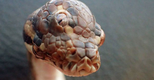 У Аустралији пронађена змија са три ока (ФОТО)