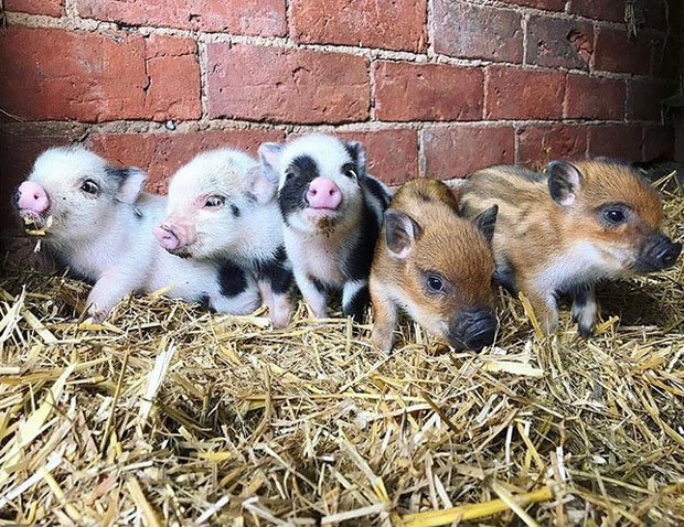 Кафићи за љубитеље прасића нови хит у свету (ФОТО)