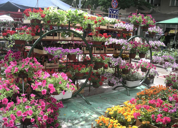 ВЕЛИКО ГРАДИШТЕ: Стижу „Дани цвећа и меда“