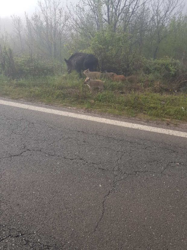 Лагана шетња породице вепрова