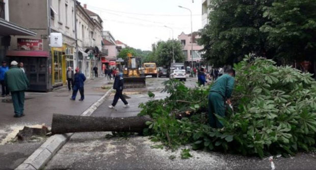 Замена алексиначког дрвореда због - алергена