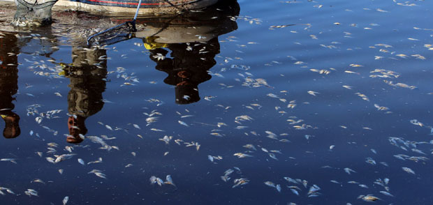 Масовни помор сомова код Лесковца