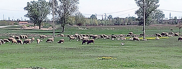 СПОР СТОЧАРА И ИНВЕСТИТОРА: Неће рибњак на пашњаку