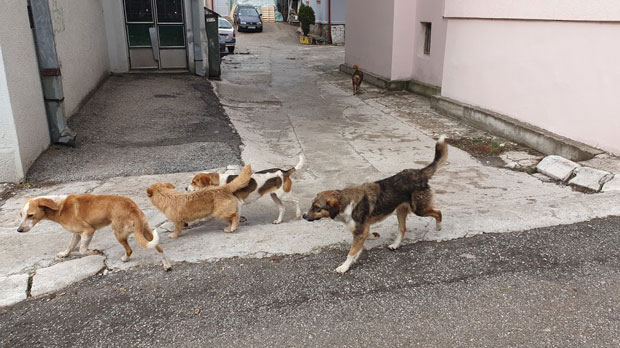ЛУТАЛИЦЕ СЕЈУ СТРАХ НА УЛИЦАМА: Пси изуједали медицинску сестру у Пријепољу (ФОТО)