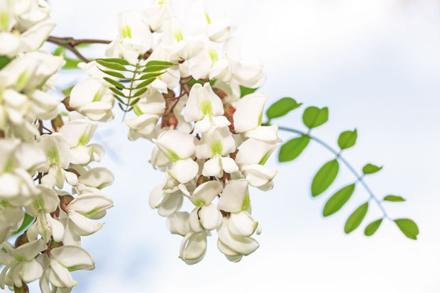 Багремов цвет и храни и лечи