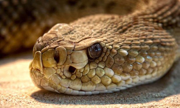 ПАНИКА У ЗАГРЕБУ: Појавиле се змије дуге и два метра