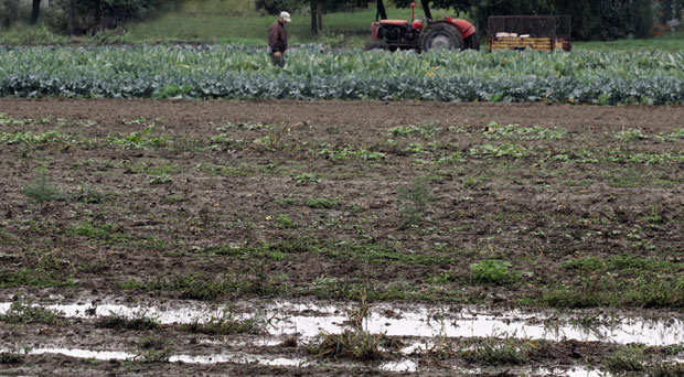 Њивама сада потребно сунце