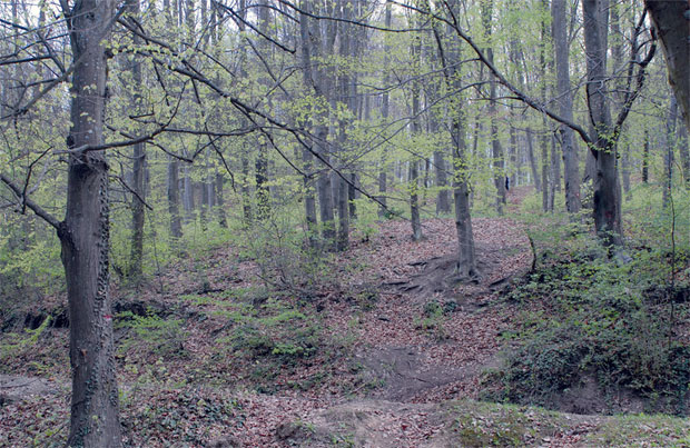 Шума драгоценија од сече