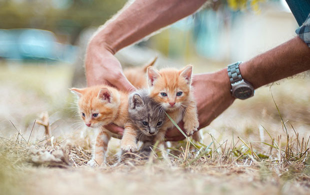 УДРУЖЕЊЕ ЗА ЗАШТИТУ ЖИВОТИЊА УПОЗОРАВА: Пазите коме поклањате мачиће, јер их неко удомљава како би хранио питона (ФОТО)