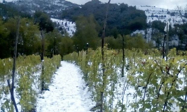 СНЕГ ОБРАО МАЛИНE: Колика је штета у засадима воћа Западне Србије