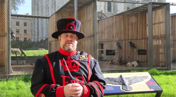 БРИТАНЦИ МОГУ ДА ОДАХНУ: Краљевство неће пасти јер су рођени гаврани (ВИДЕО)