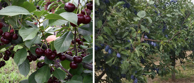 Киша угрожава вишње и шљиве