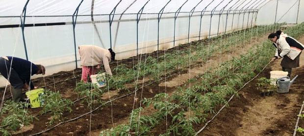 Пољопривреда као терапија у модричкој болници за хроничну психијатрију