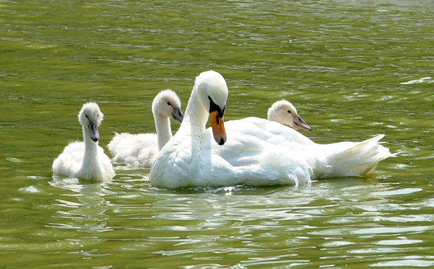 ОБНОВА ДУНАВСКОГ ПАРКА: Корњаче и патке на кратко подстанари