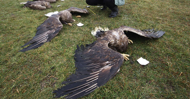 МАСОВНО ТРОВАЊЕ ПТИЦА: Појеле отров на њиви