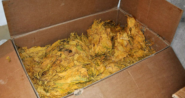 ВЕЛИКА АКЦИЈА ПОЛИЦИЈЕ: Заплењено више од 250 килограма резаног дувана