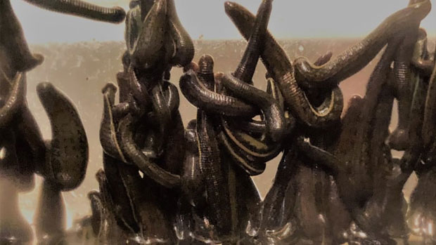 Прокријумчарио 4.700 пијавица у авион