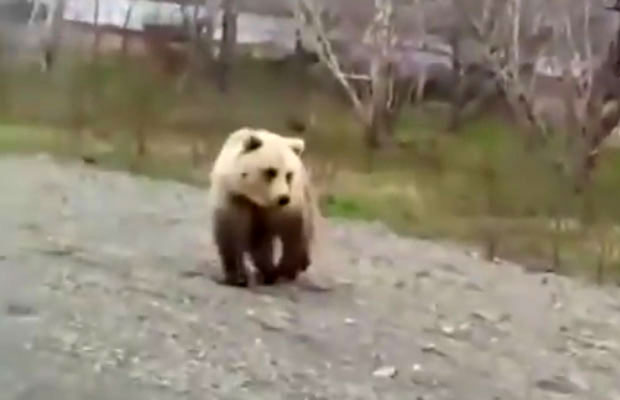 БЕЖАО ГЛАВОМ БЕЗ ОБЗИРА: Узнемиравао медведа па му окренуо леђа (ВИДЕО) 