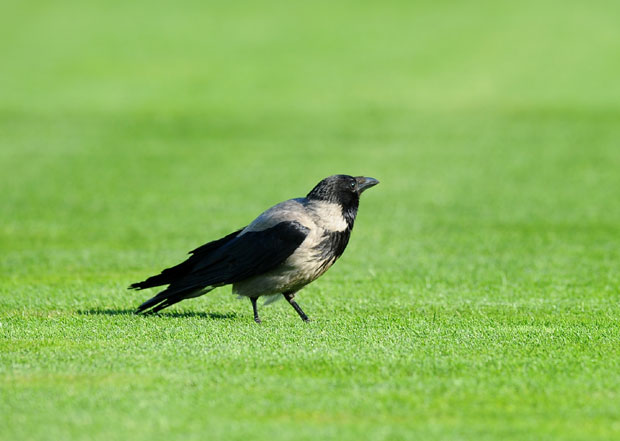 Вране само плаше, нема повређених људи