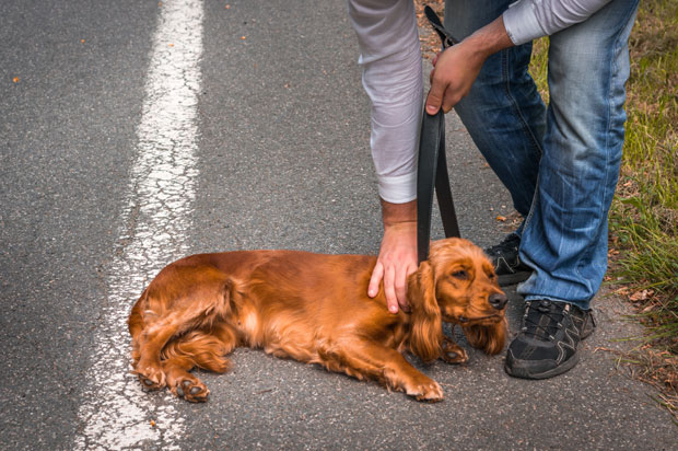 ОСУМЊИЧЕН МАЛОЛЕТНИК: Шутнуо и убио пса бежећи после пљачке