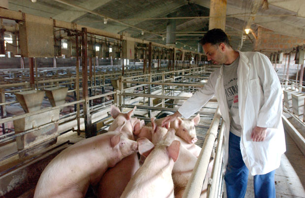 Шницла скупља за петину