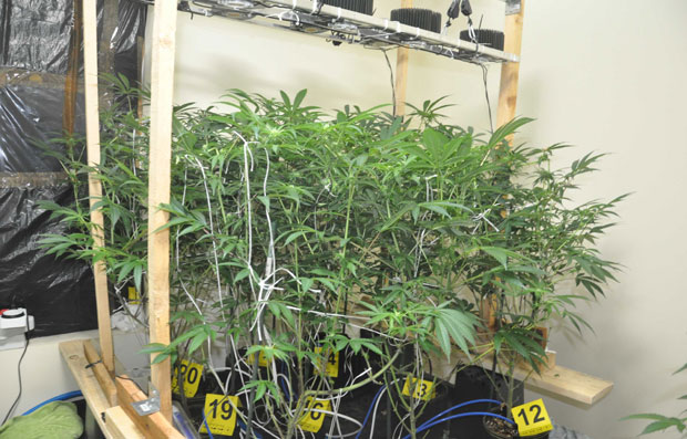 Откривена лабораторијa за узгој марихуане у Смедереву (ФОТО)
