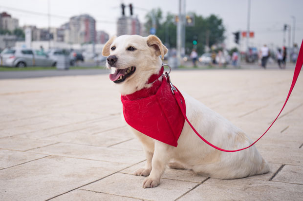 Шести Дог фест