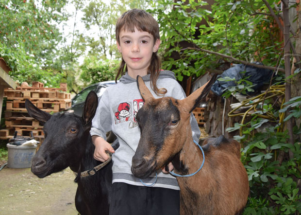 Козе улепшале седми рођендан