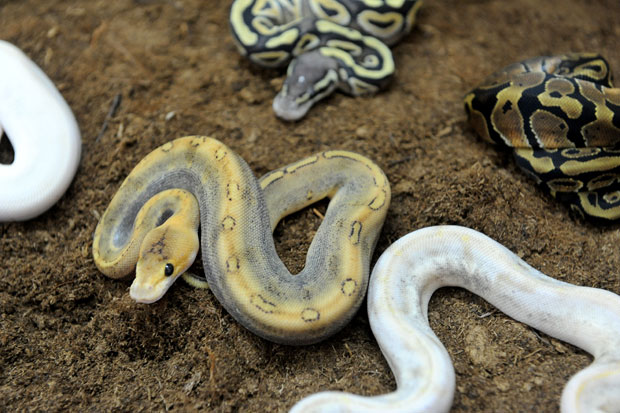 У међународној акцији спашено 4.400 рептила