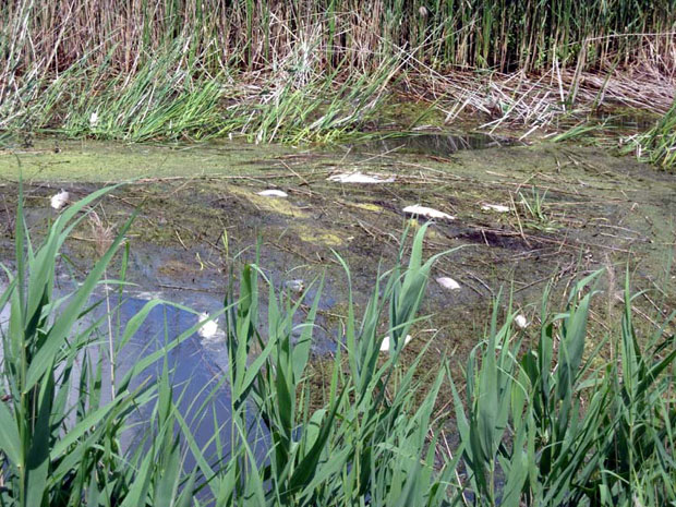 ТУЖАН ПРИЗОР НА БЕГЕЈУ: Плута угинула риба