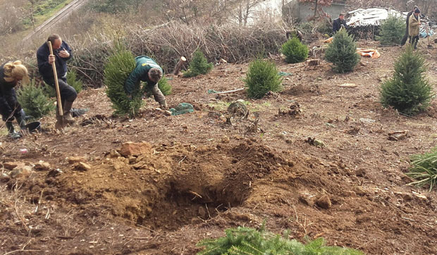 Пошумљавање прави лек за ублажавање климатских промена