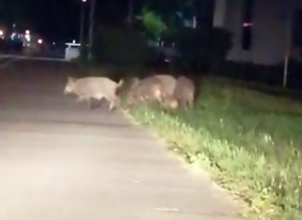 ГДЕ СУ БЕОГРАДСКЕ ДИВЉЕ СВИЊЕ: Ухваћена крмача и четири прасета, још се трага за крдом (ВИДЕО)