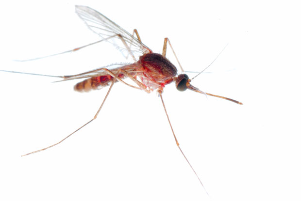 Речни комарци убадају и дању 