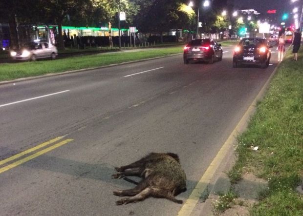 ПОГЛЕДАЈТЕ: Настрадала дивља свиња код Палате Србија (ФОТО)