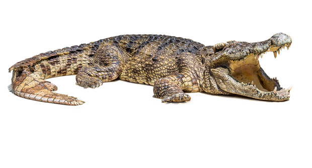 ВЛАСТИ У ЦРНОЈ ГОРИ УВЕРАВАЈУ: Људи, то на Горици није крокодил, већ... (ФОТО)