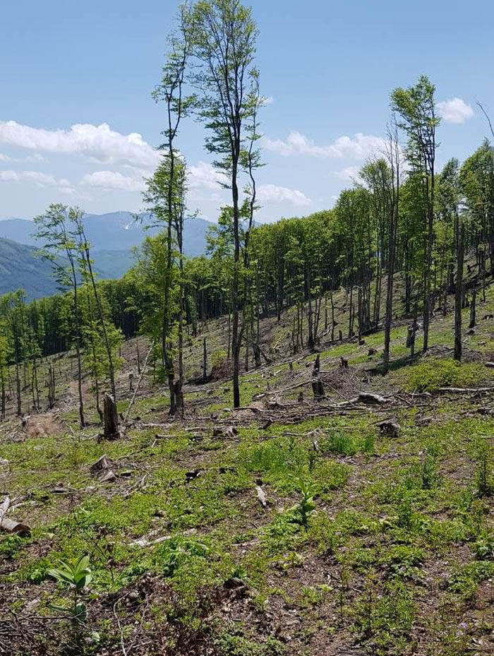 НЕЧУВЕНА ШУМСКА КРАЂА: Опљачкано 7.000 кубика четинара