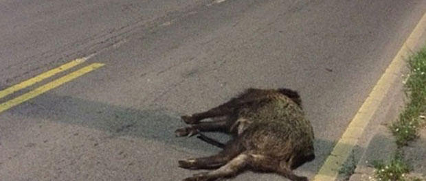 Опрез због дивљих свиња