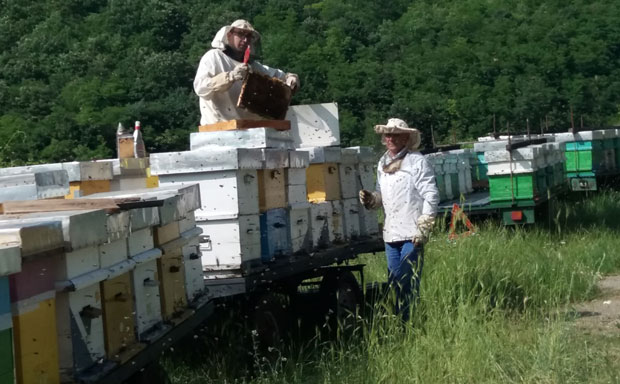 И од пчела може лепо да се живи