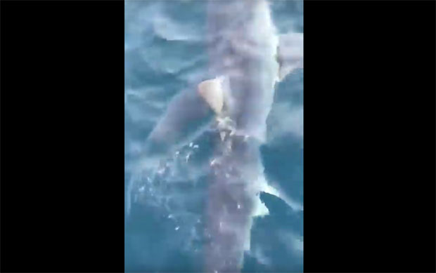  Хрватска: За три дана два пута примећен морски пас близу обале (ВИДЕО)