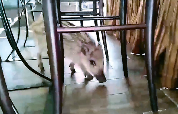 Дивља свиња гост ресторана