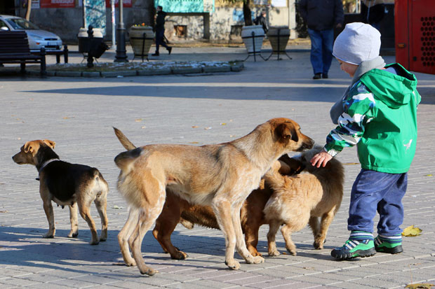 У Бору луталице уједале и локални буџет