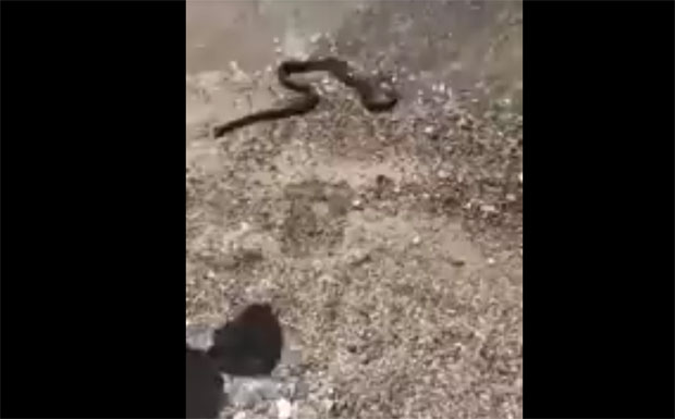 Црна Гора: Змија на пуној плажи у Буљарицама (ВИДЕО)