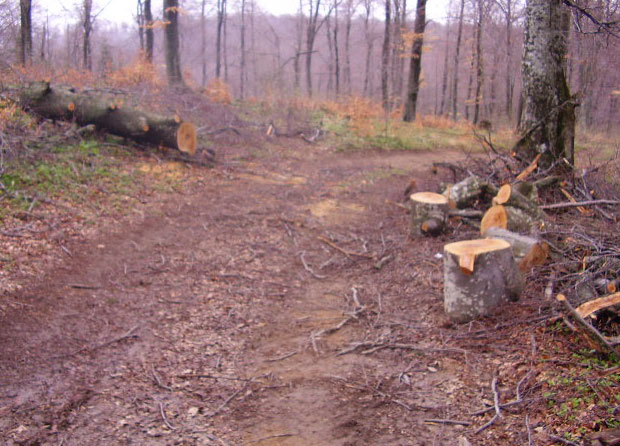 Секу шуму и поткрадају државни буџет