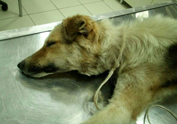 Бор: Везали пса и чекали да угине од глади и жеђи