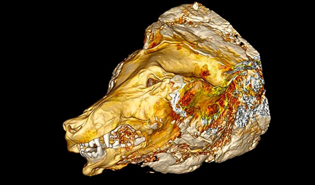 Руски и јапански научници испитују главу џиновског вука пронађену у Сибиру (ФОТО)