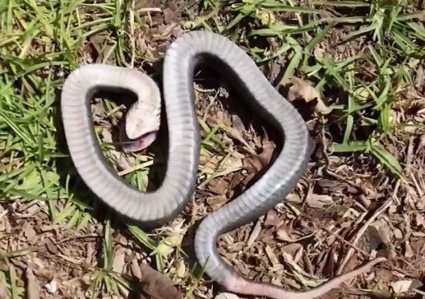 НОВОСАЂАНИ У ПАНИЦИ: Змија ушла у колица док је беба спавала