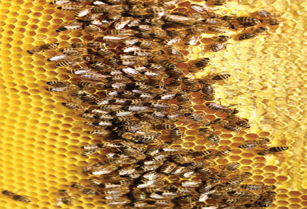 ПРИЧЕ ИЗ ВОЈВОДИНЕ: Врцао мед и - знање