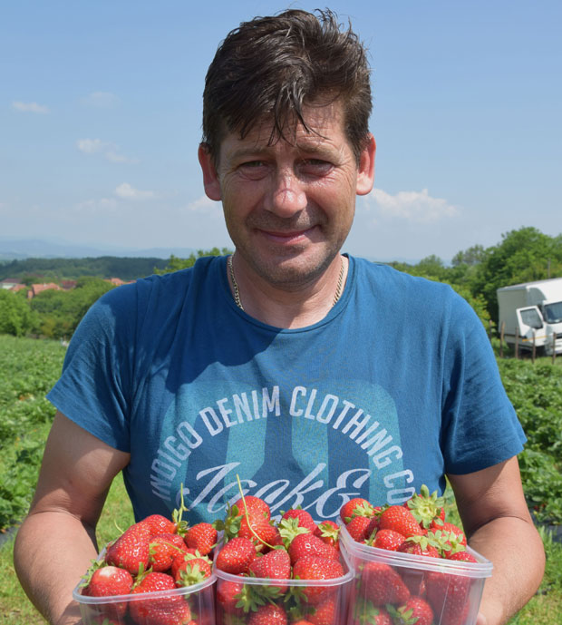 ПРОДАЈЕ ЈАГОДЕ НА ЛИЦУ МЕСТА: У хладњачи нема ћара