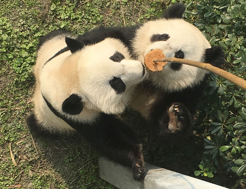 Две панде рођене у заточеништву представљају наду у опстанак врсте